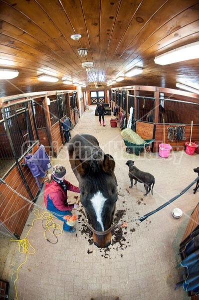 Woman clipping horse