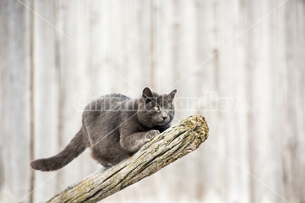 Gray barn cat on wooden rail
