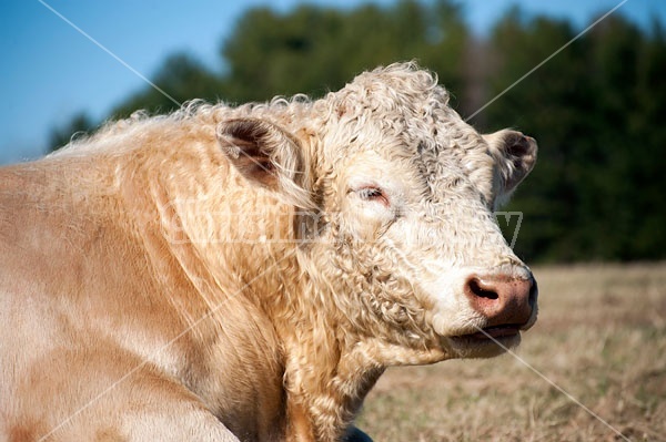 Charolais bull