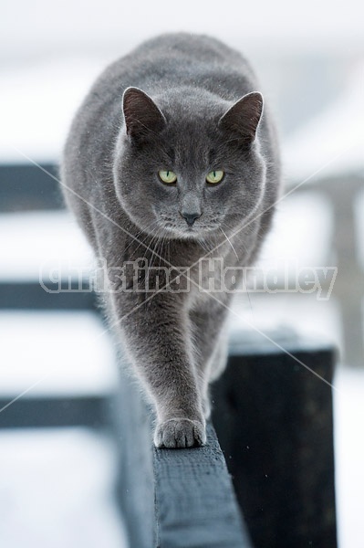 Gray Cat