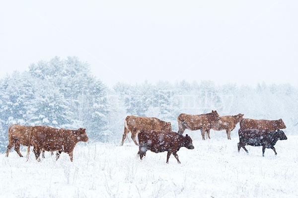 Beef Cattle Walking Through Snowy Field