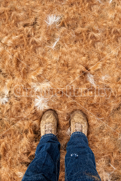 Standing in a pile of horse hair