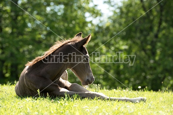 Rocky Mountain Horse foal