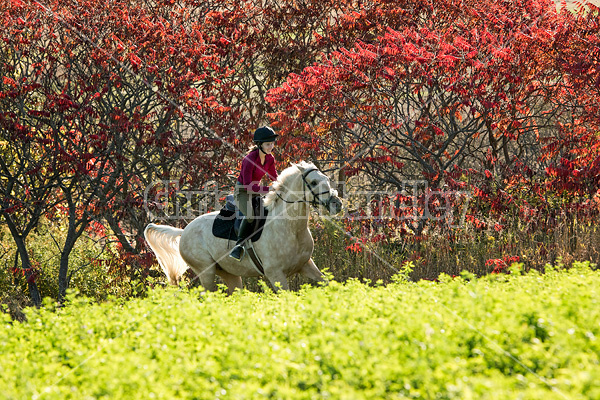 Young woman riding palomino horse