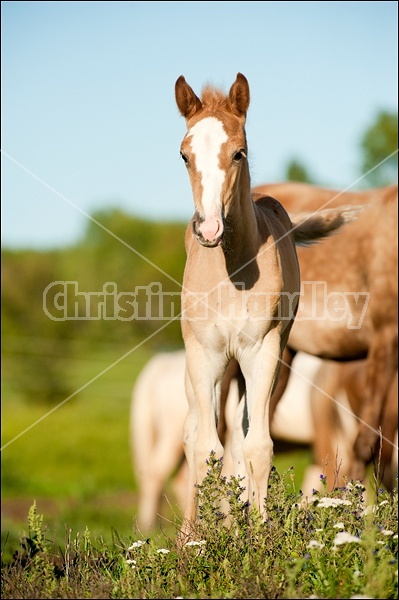 Rocky Mountain Horse