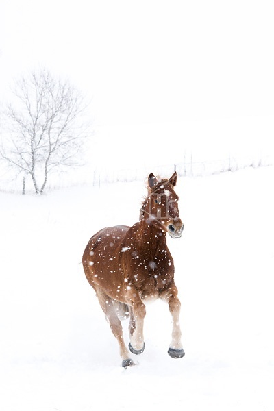 Horse galloping through deep snow during a snow storm