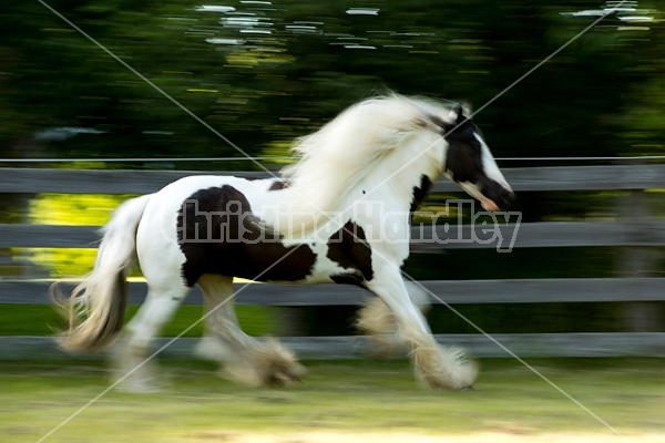 Gypsy horses