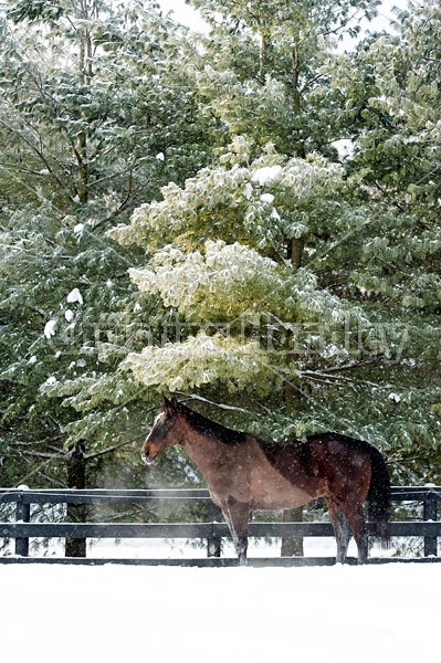 Bay Thoroughbred horse standing outside in the winter under a tree