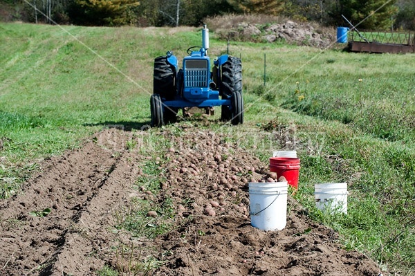 Digging potatoes on a small family farm