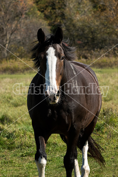 Portrait of a black horse in the autumn colors