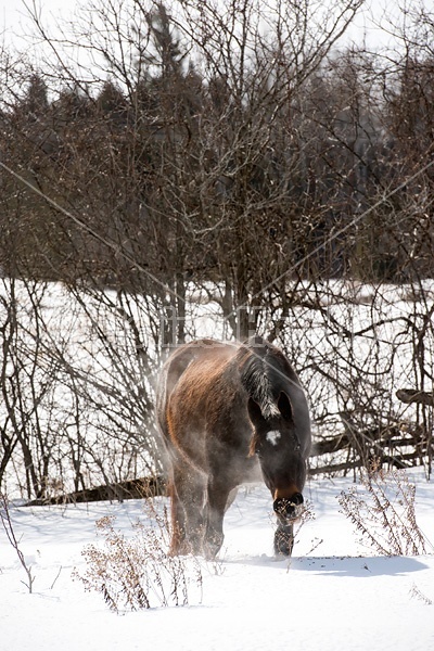 Dark bay horse standing in deep snow
