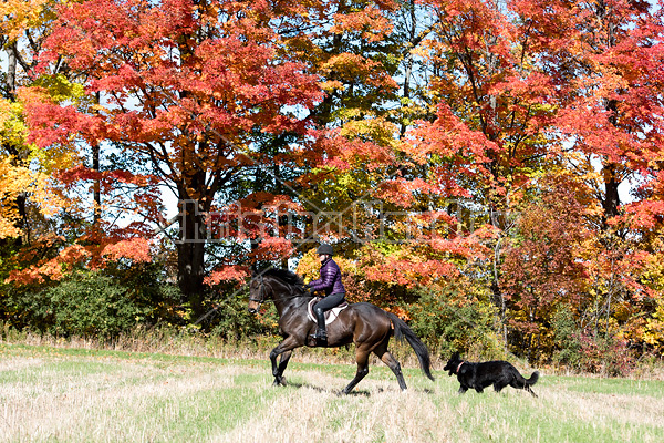 Woman horseback riding in field in the autumn of the year with colored leaves in the background