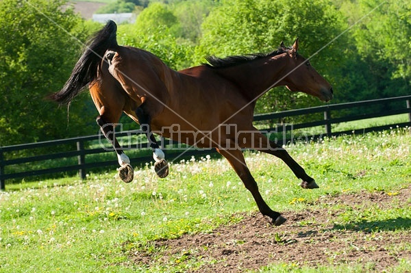 Dutch Warmblood and Thoroughbred cross gelding