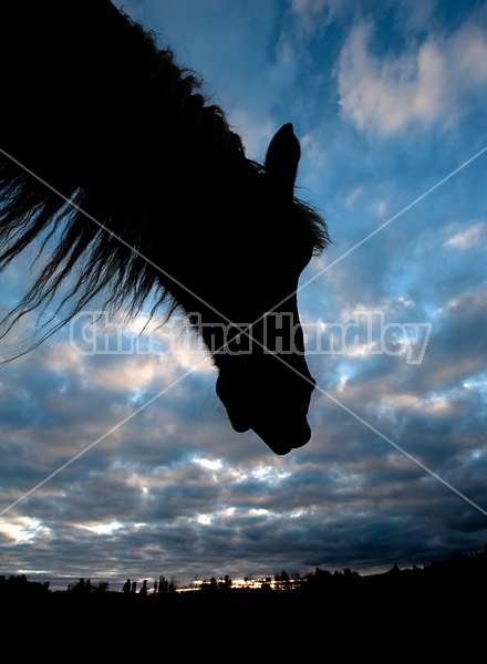 Horse head silhouette against sky