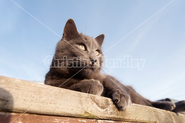 Gray barn cat