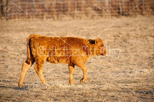 Beef Calf