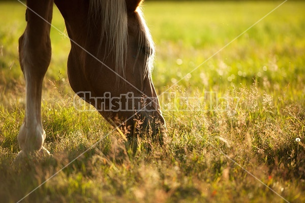 Chestnut horse grazing in the late evening golden light