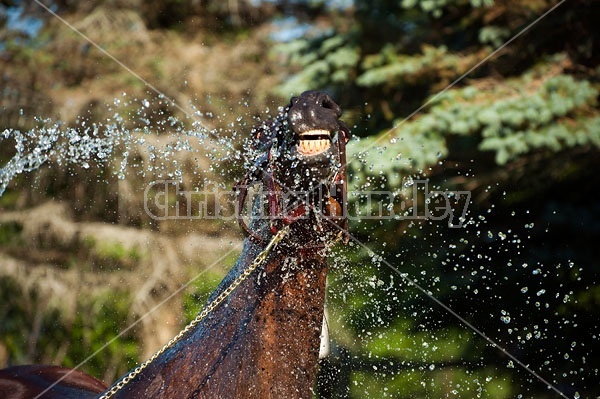 Standardbred mare gettng hosed down 