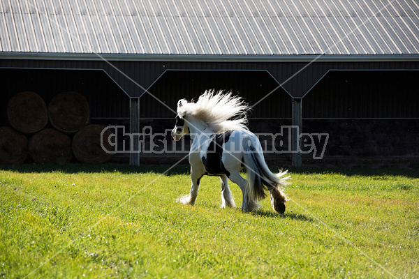 Gypsy Vanner horse