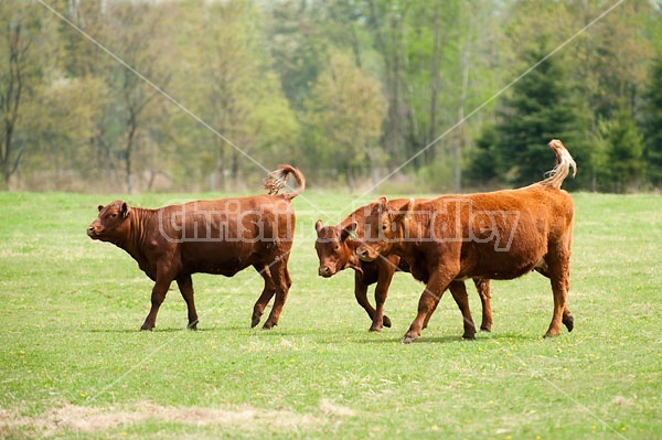 Beef cows