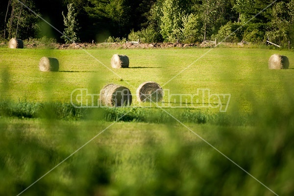 Round bales of hay sitting in field