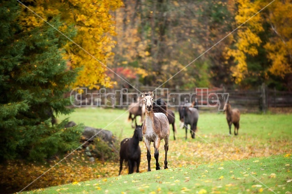 Rocky Mountain Horse foals