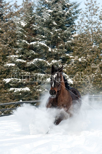 Bay thoroughbred horse galloping through deep snow