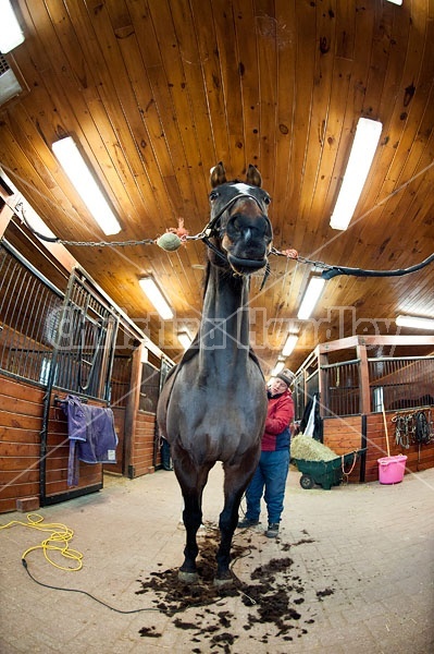 Woman clipping horse