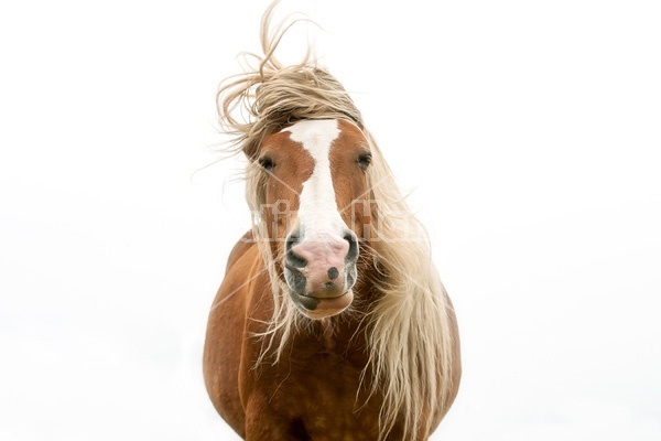 Belgian draft horse shaking her head