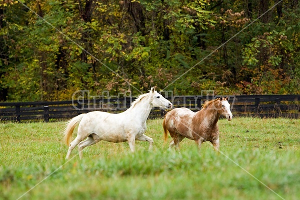 Horse on autumn pasture