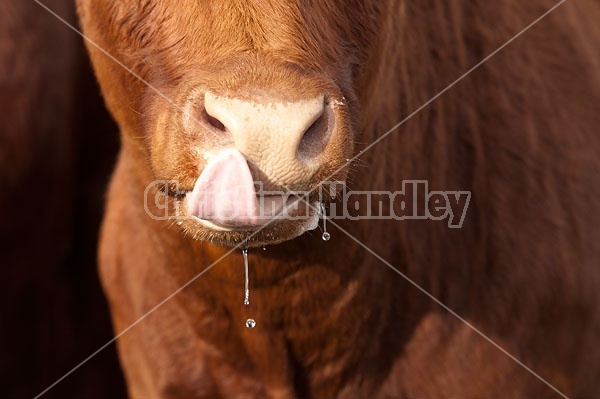 Beef Cow Licking Lips