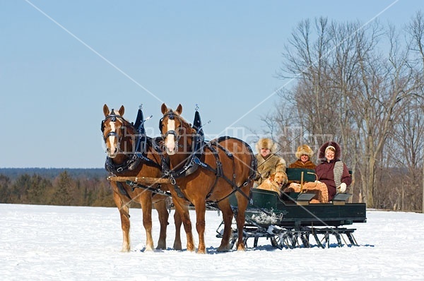 Horse drawn sleigh ride