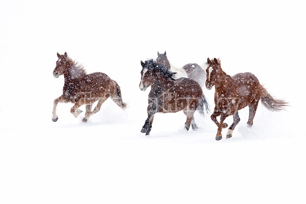 Herd of horses running through deep snow