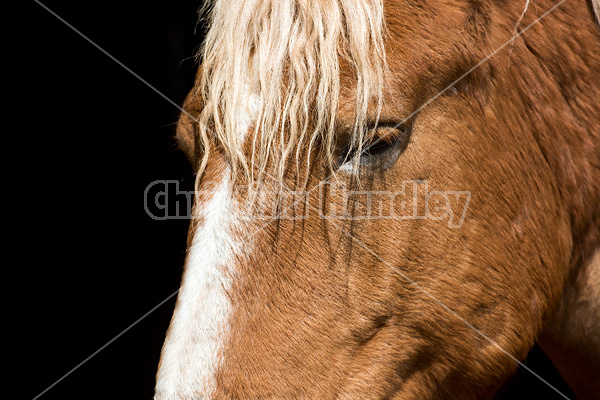 Portrait of a Belgian draft horse