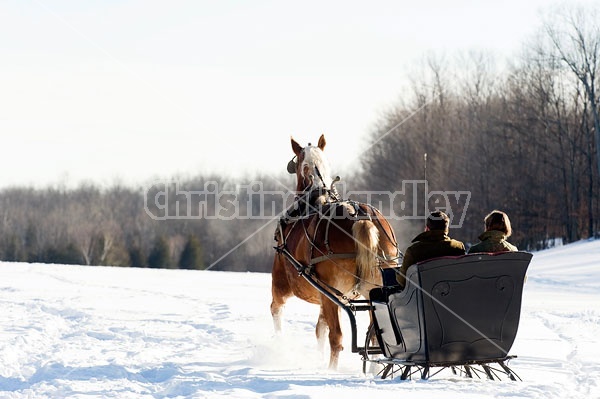 Single Horse Sleigh Ride