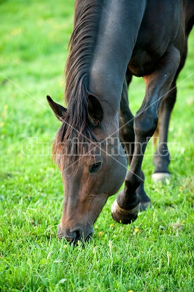 Quarter horse mare