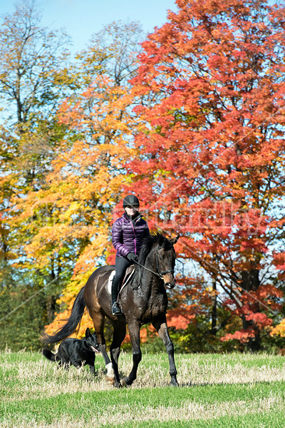 Woman horseback riding in field in the autumn of the year with colored leaves in the background