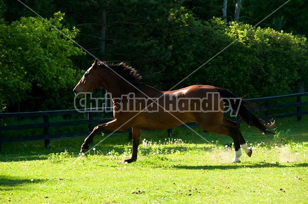 Dutch Warmblood Thoroughbred cross gelding