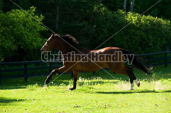 Dutch Warmblood Thoroughbred cross gelding