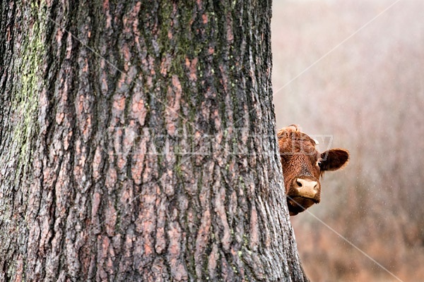 Beef cows peeking out from behind huge old spruce tree