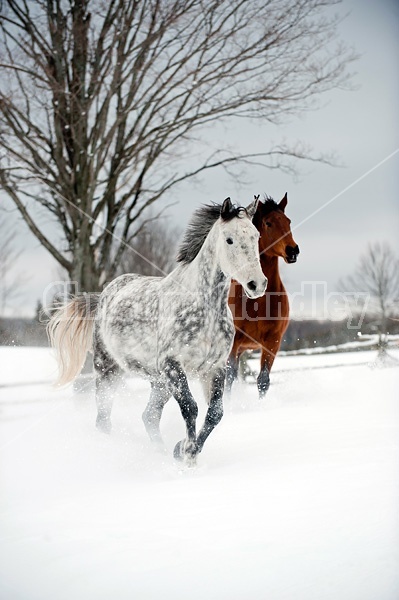 Photo of two horses running through deep snow