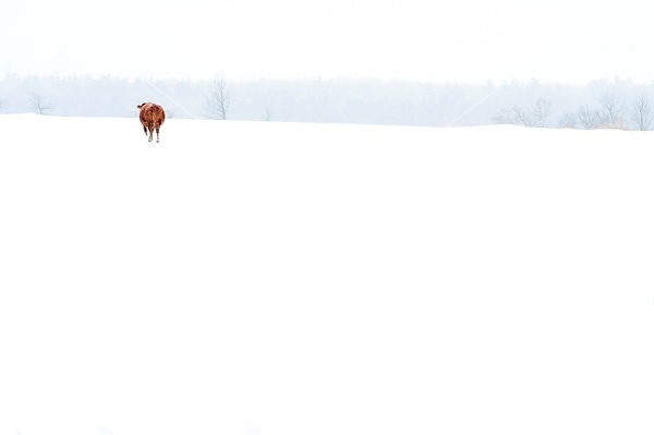 Beef cow standing outside in the falling snow