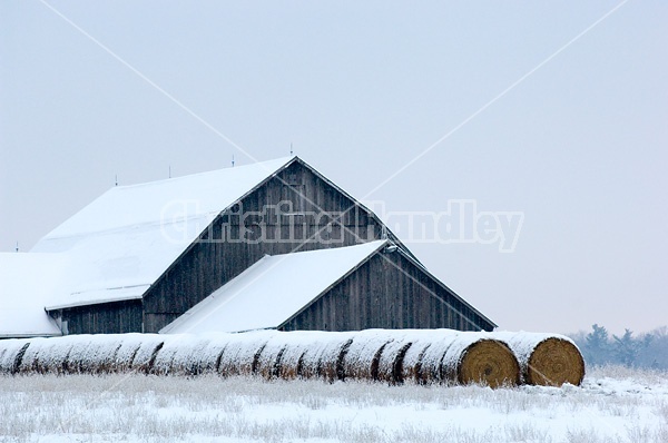 Big barn and round bales of hay in winter.