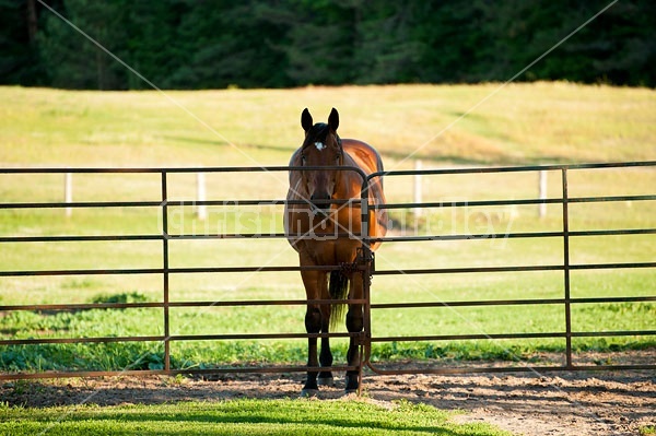 Bay Quarter Horse gelding standing at gate