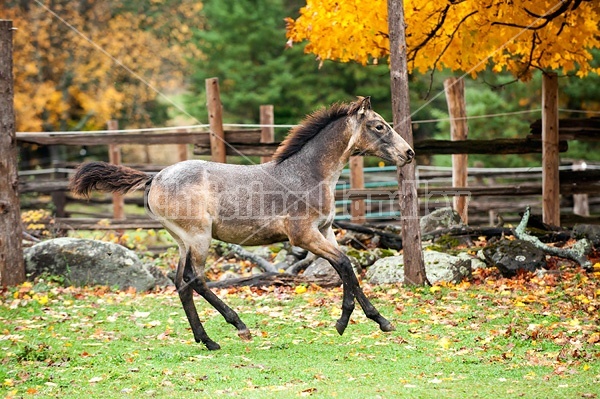 Rocky Mountain Horse foals