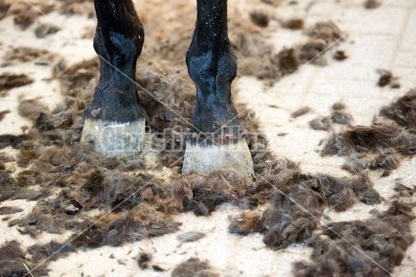 Photo of horse standing in hair clippings