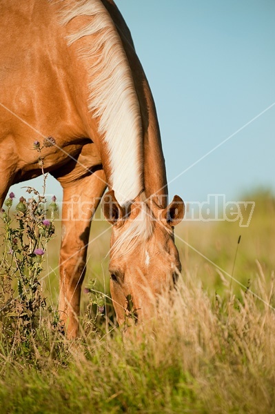 Palomino Quarter Horse