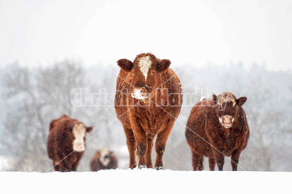 Beef cows standing outside in the snow