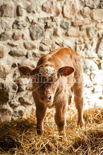 Young Beef Calf