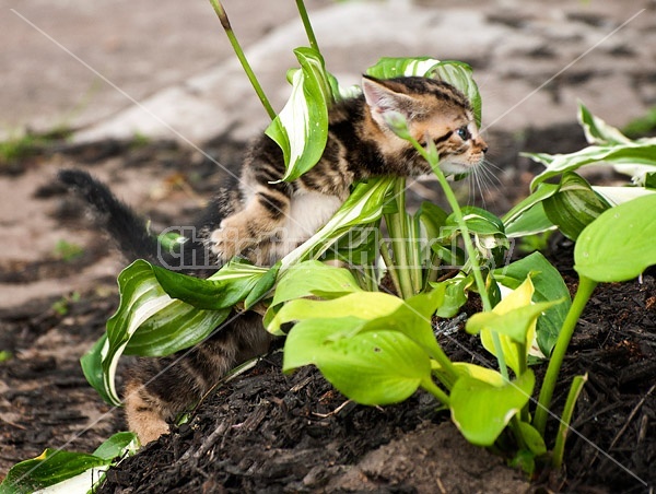 Young baby calico kitten playing in flower garden